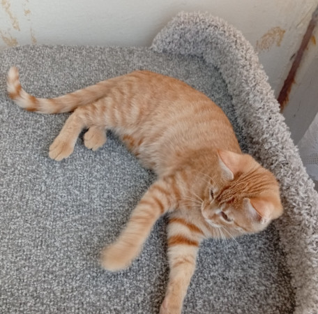 Котенок девочка Белка в добрые руки. В дар! , котенок 4 месяца