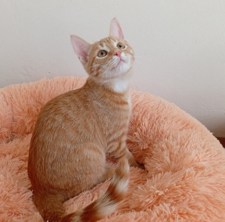 Котенок девочка Белка в добрые руки. В дар! , котенок 4 месяца