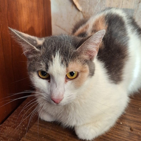 Кошечка Эльвира в добрые руки. В дар!, Серый с белым, Раменское, Кошка в хорошие руки