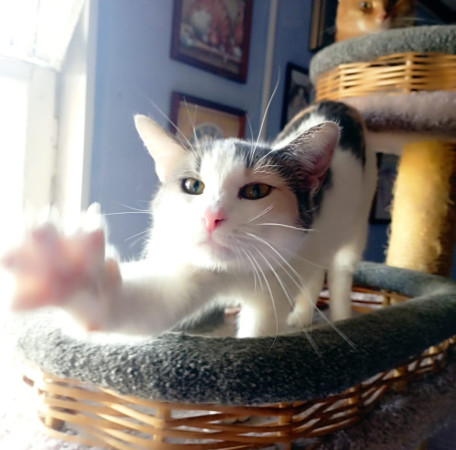 Кошечка Эльвира в добрые руки. В дар!, Серый с белым, Раменское, Кошка в хорошие руки