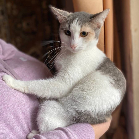 Кошечка Эльвира в добрые руки. В дар!, Серый с белым, Раменское, Кошка в хорошие руки