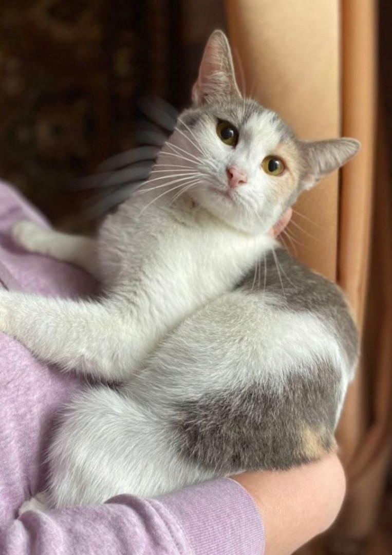 Кошечка Эльвира в добрые руки. В дар!, Серый с белым, Раменское, Кошка в хорошие руки