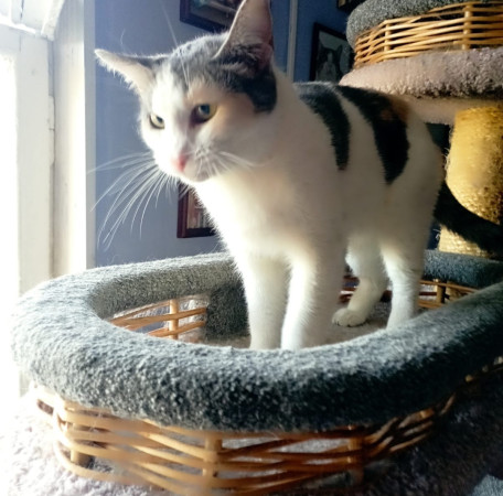 Кошечка Эльвира в добрые руки. В дар!, Серый с белым, Раменское, Кошка в хорошие руки