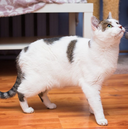 Котик Женя в добрые руки., Серый с белым, Раменское, Кот в добрые руки
