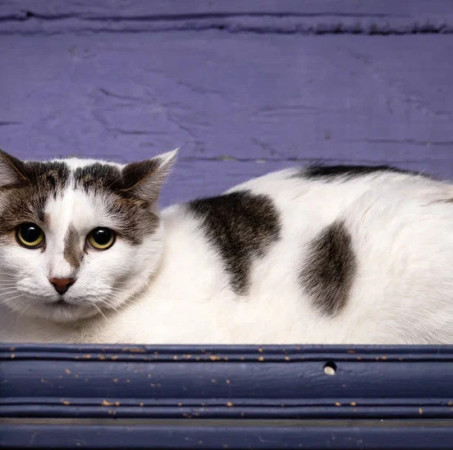 Котик Женя в добрые руки., Серый с белым, Раменское, Кот в добрые руки