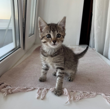 Особенный котенок Глаша в добрые руки. В дар!, котенок 2 месяца
