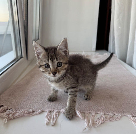Особенный котенок Глаша в добрые руки. В дар!, котенок 2 месяца