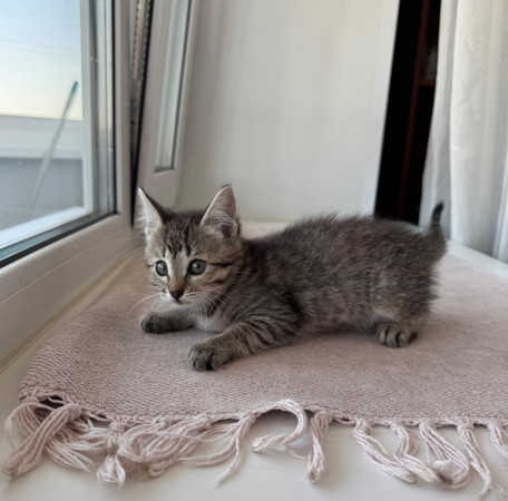 Особенный котенок Глаша в добрые руки. В дар!, котенок 2 месяца