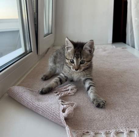Особенный котенок Глаша в добрые руки. В дар!, котенок 2 месяца