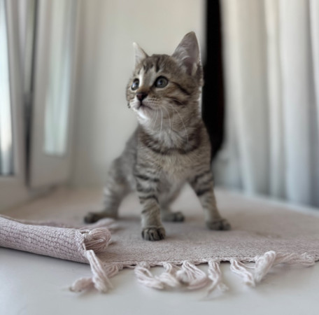 Особенный котенок Глаша в добрые руки. В дар!, котенок 2 месяца