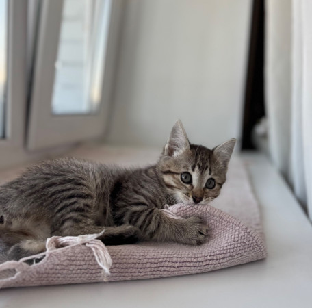 Особенный котенок Глаша в добрые руки. В дар!, котенок 2 месяца