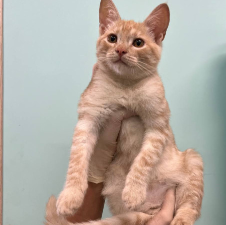 Котёнок Лева в дар. В добрые руки! , котенок 4 месяца