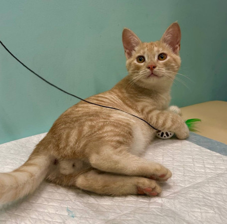 Котёнок Лева в дар. В добрые руки! , котенок 4 месяца