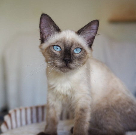 Котята фенотип тайских блю пойнт ищут дом. В дар! , котенок 3 месяца