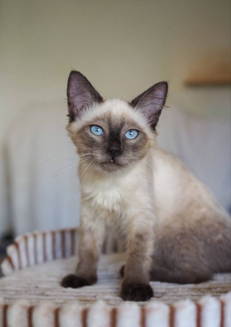 Котята фенотип тайских блю пойнт ищут дом. В дар! , котенок 3 месяца