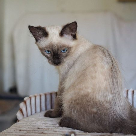 Котята фенотип тайских блю пойнт ищут дом. В дар! , котенок 3 месяца