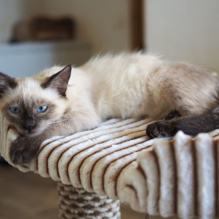 Котята фенотип тайских блю пойнт ищут дом. В дар! , котенок 3 месяца