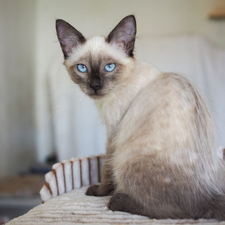 Котята фенотип тайских блю пойнт ищут дом. В дар! , котенок 3 месяца