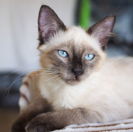 Котята фенотип тайских блю пойнт ищут дом. В дар! , котенок 3 месяца