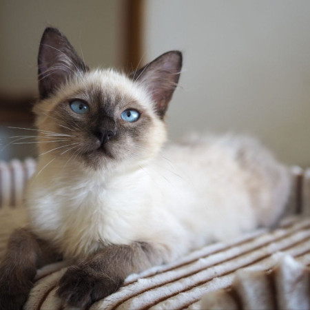 Котята фенотип тайских блю пойнт ищут дом. В дар! , котенок 3 месяца