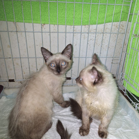 Котята невские маскарадные ищет дом. В дар! , котенок 3 месяца