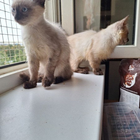 Котята невские маскарадные ищет дом. В дар! , котенок 3 месяца
