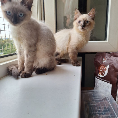 Котята невские маскарадные ищет дом. В дар! , котенок 3 месяца