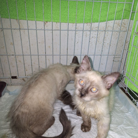 Котята невские маскарадные ищет дом. В дар! , котенок 3 месяца