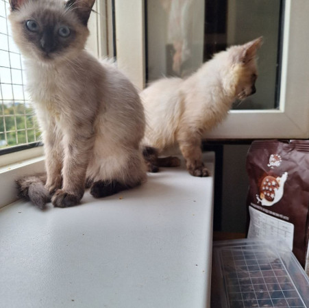 Котята невские маскарадные ищет дом. В дар! , котенок 3 месяца