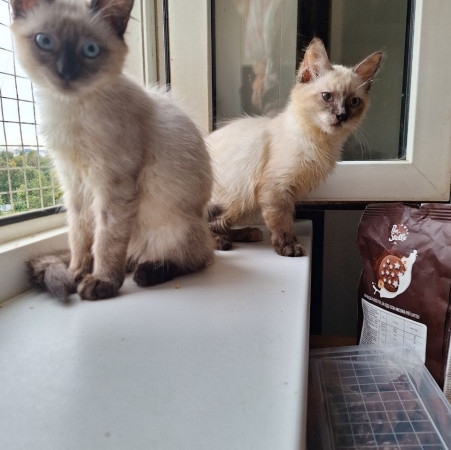 Котята невские маскарадные ищет дом. В дар! , котенок 3 месяца