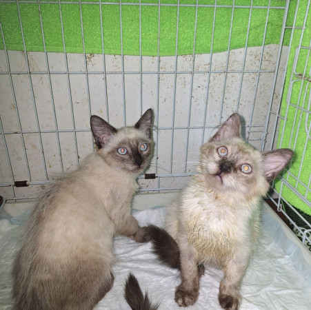Котята невские маскарадные ищет дом. В дар! , котенок 3 месяца