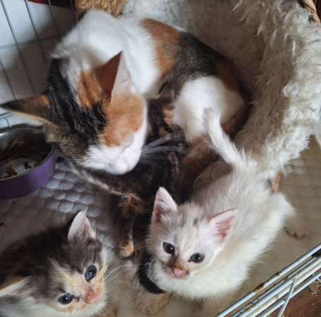 Очаровательные котята 1,5 месяца в добрые руки. В дар! , ﻿котенок 1 месяц