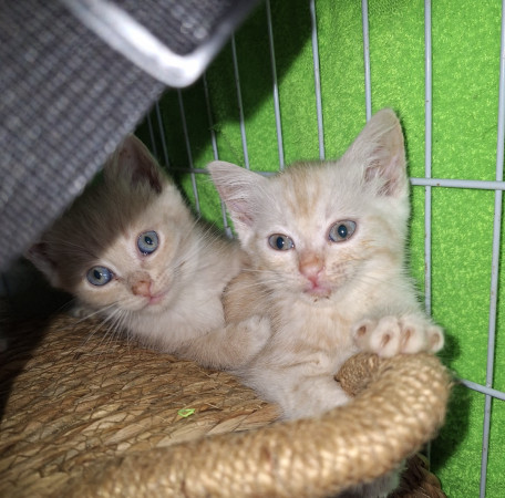Очаровательные котята 1,5 месяца в добрые руки. В дар! , ﻿котенок 1 месяц