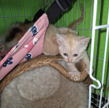 Очаровательные котята 1,5 месяца в добрые руки. В дар! , ﻿котенок 1 месяц