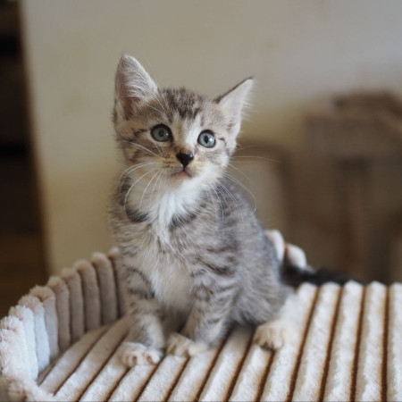 10 котят 1,5 месяца ищут дом! , ﻿котенок 1 месяц