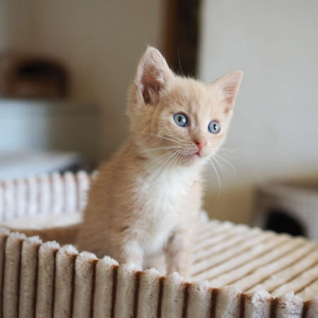 10 котят 1,5 месяца ищут дом! , ﻿котенок 1 месяц