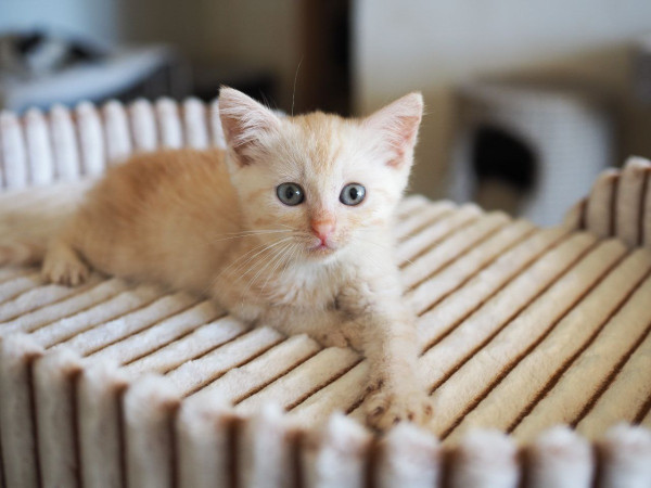 10 котят 1,5 месяца ищут дом! , котенок 1 месяц