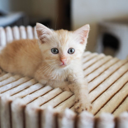 10 котят 1,5 месяца ищут дом! , ﻿котенок 1 месяц