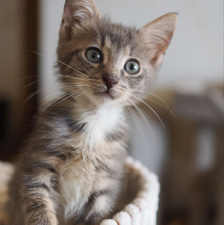 10 котят 1,5 месяца ищут дом! , ﻿котенок 1 месяц