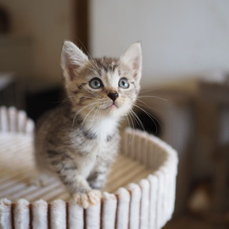 10 котят 1,5 месяца ищут дом! , ﻿котенок 1 месяц