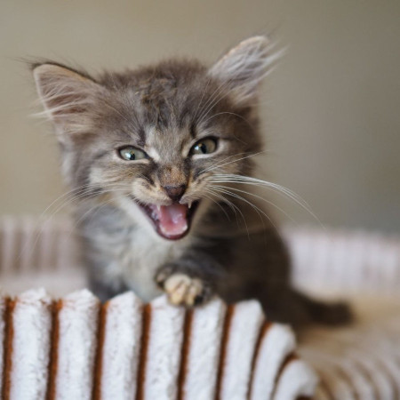 10 котят 1,5 месяца ищут дом! , ﻿котенок 1 месяц