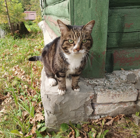 Ласковая кошка., Дымчатый, Беломорская, Кошка в хорошие руки