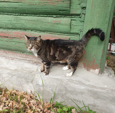 Ласковая кошка., Дымчатый, Беломорская, Кошка в хорошие руки