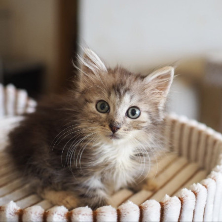 Котята 1,5 мес ищут дом! В дар! , ﻿котенок 1 месяц