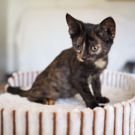 Котята 1,5 мес ищут дом! В дар! , ﻿котенок 1 месяц