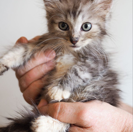 Котята 1,5 мес ищут дом! В дар! , ﻿котенок 1 месяц