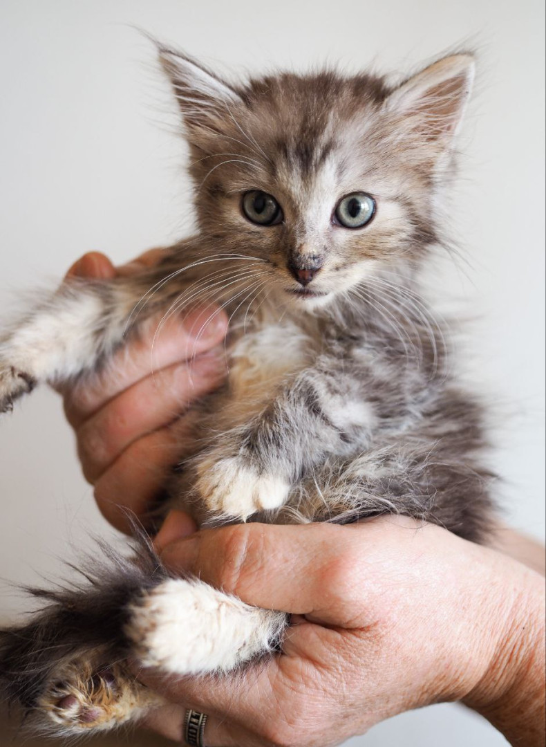 Котята 1,5 мес ищут дом! В дар! , котенок 1 месяц