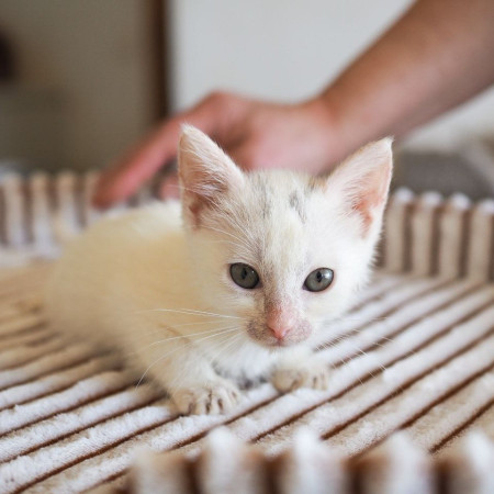 Котята 1,5 мес ищут дом! В дар! , ﻿котенок 1 месяц