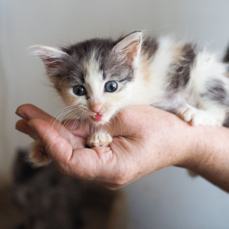 Котята 1,5 мес ищут дом! В дар! , ﻿котенок 1 месяц