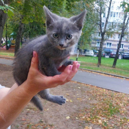 Котята 1,5 месяца метисы британца в хорошие руки. В дар! 